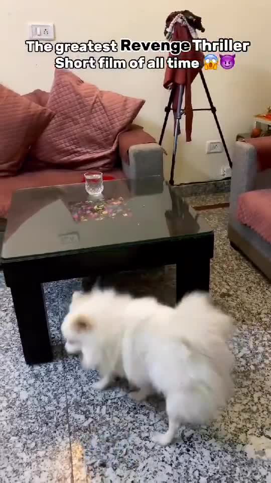 smartdog#