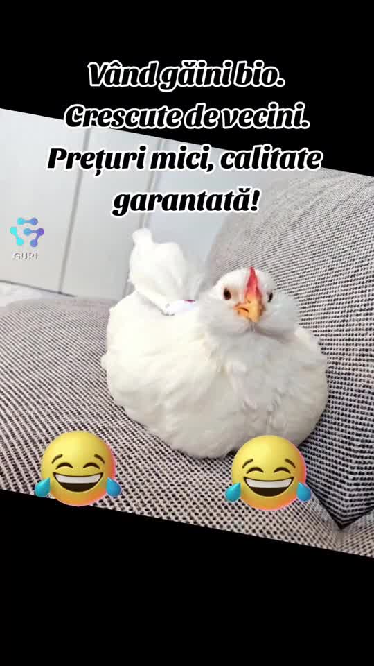 vând găini bio...😂😂😂