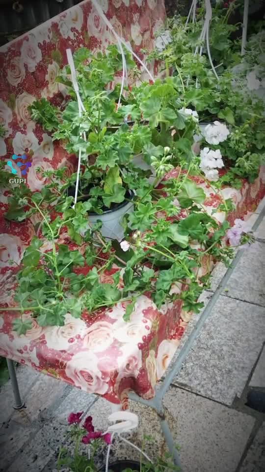 Florile și natura îți liniștesc sufletul și îți aduc pacea de care ai nevoie 🌿🌸