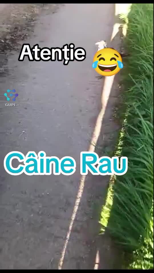 Pasare sau cățel de paza