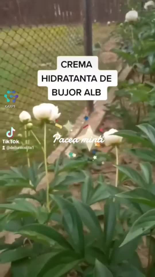 ZIUA BUJORULUI, FLOAREA ROMANIEI