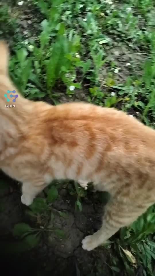Un pisic jucându-se în grădină..