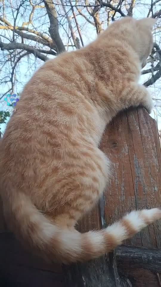 #@Cuișoare parfumate și un pisic care așteaptă să îl filmez..
