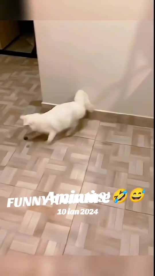 dogs#😂😂😂