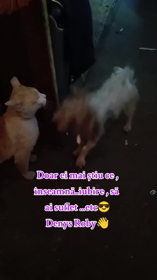 Doar ei mai știu ce este iubirea și ce înseamnă să ai suflet...Om Al Străzii (Denys.Roby)😎👋