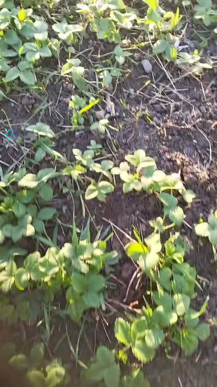 Căpșuni imediat înfloresc..Viața la țară ește grea dar și ușoară..