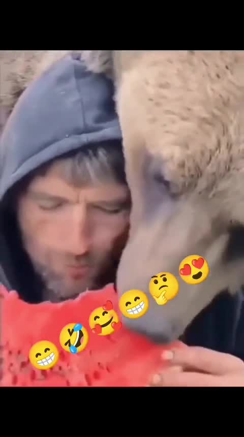 bear