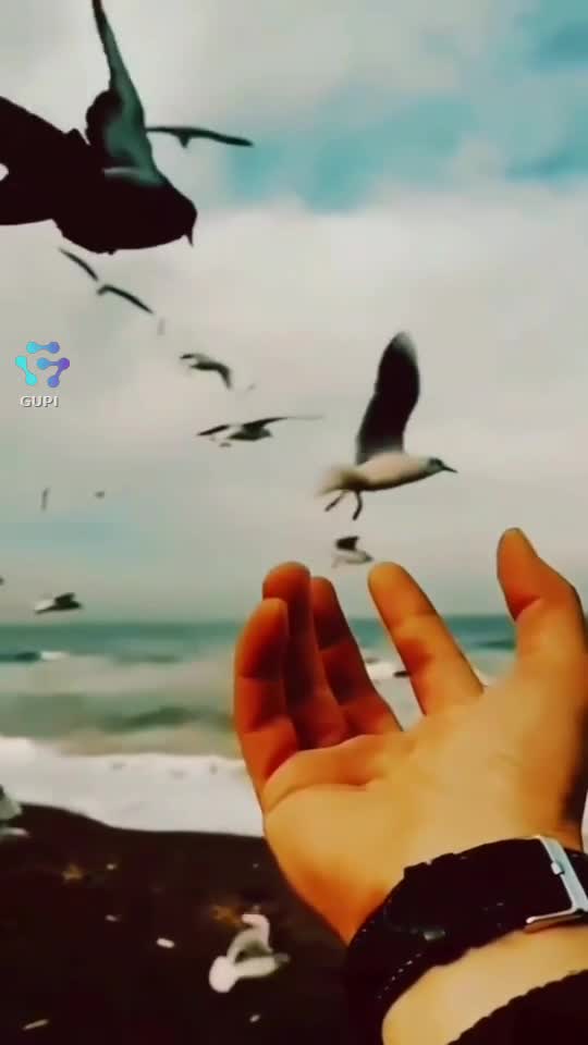 Video de @gupiuser248570