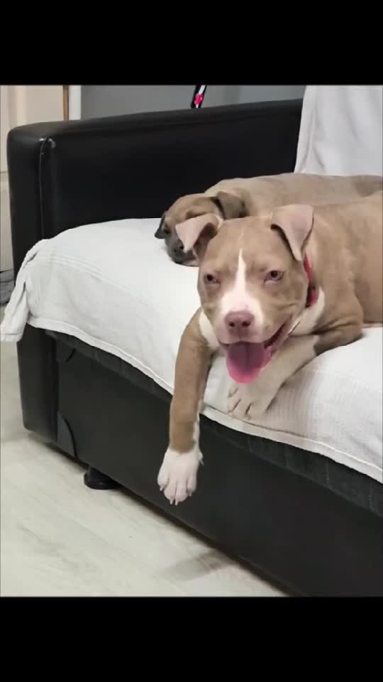 my dog