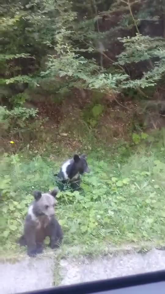 Au ieșit la plimbare
