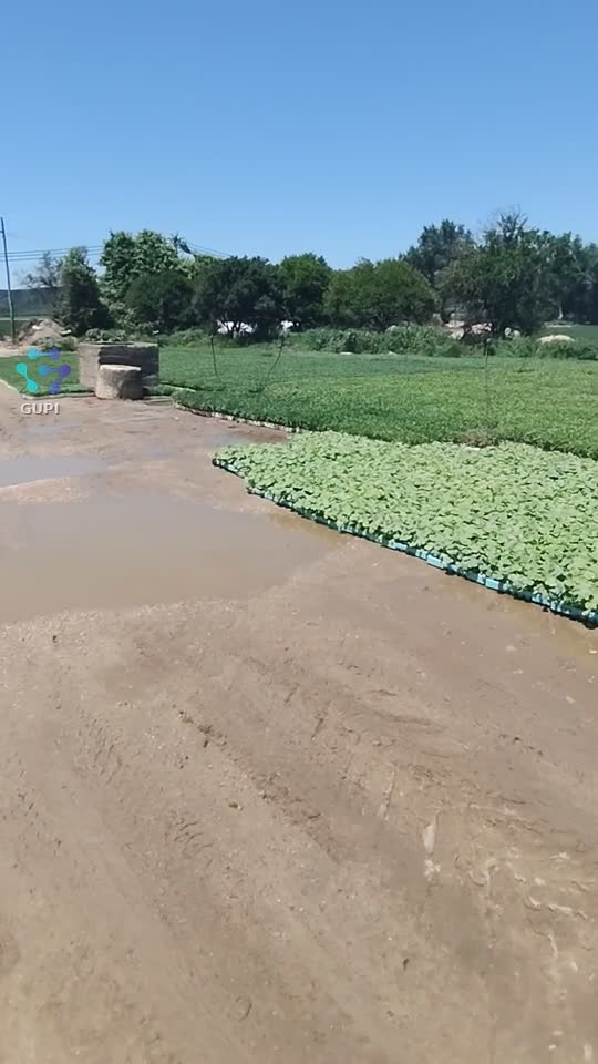 Portugalia plantam roșii