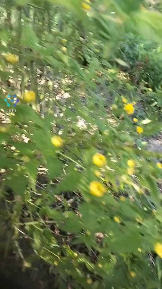 #@Trandafir japonez,mai are până înfloreste tot..Dar tot frumos este..