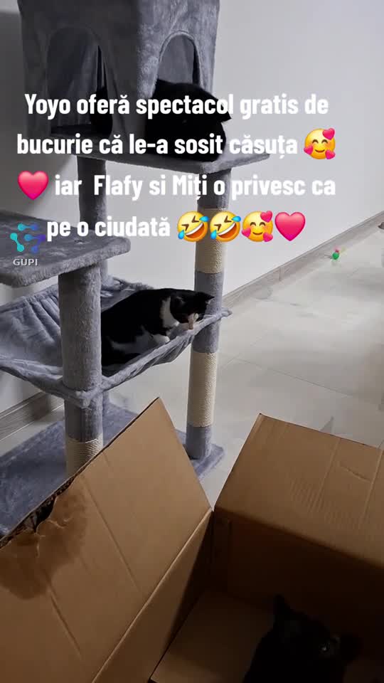 Pisica fericită 😂🥰❤️