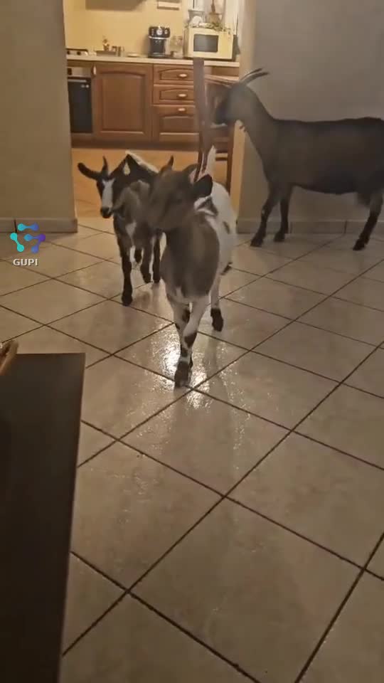 ...șmechereze tare, bimbuztele mele!!!😊🐐
    ♎️