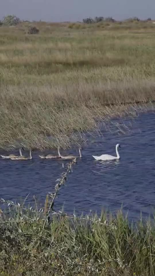 Swan 🦢