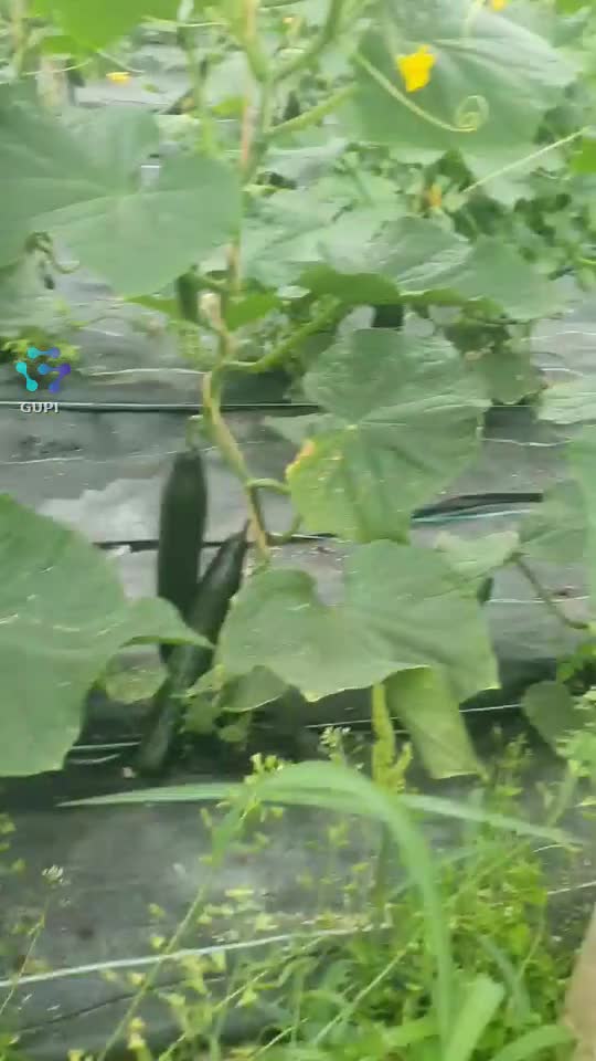 muncă în Germania, agricultura