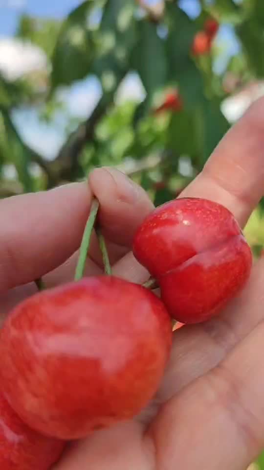 Cireșe de mai#💕