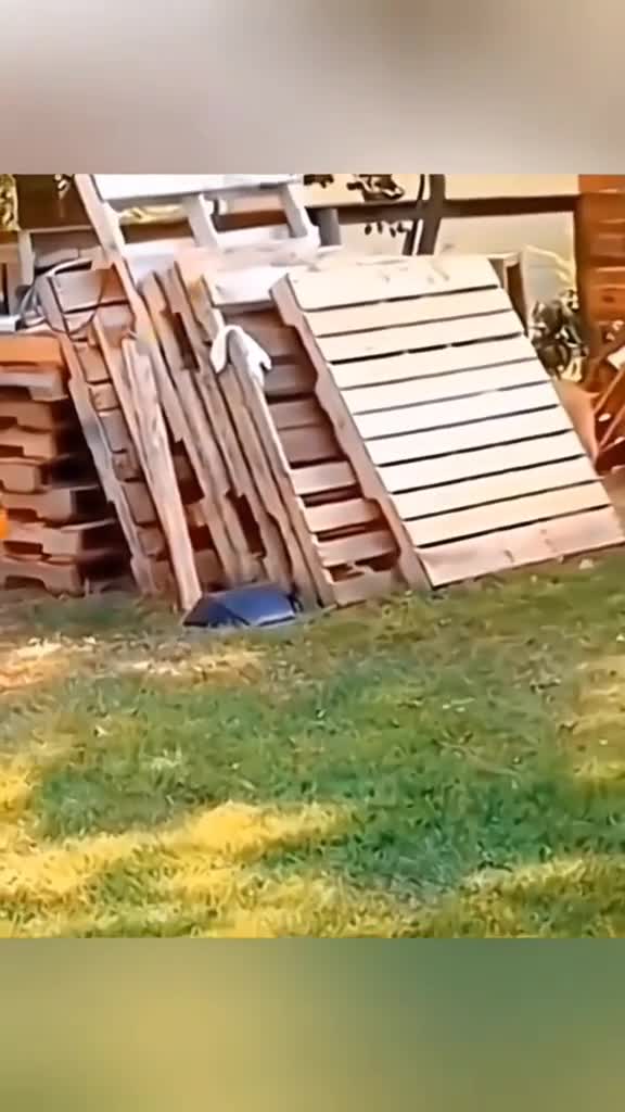 🤣🤣🤣