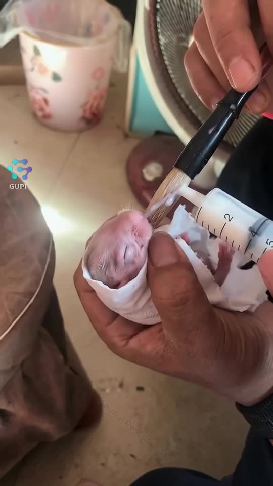 Un pui de iepuraș salvat!!