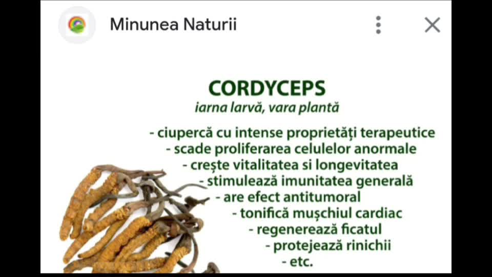Ciupercă anticacerigenă 🙏