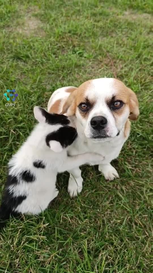 |||{"overlays":[{"text":"😍","x":0.3594744646990742,"y":0.7405366443452378,"fontSize":72.0,"color":4294967295,"isEmoji":true}]}