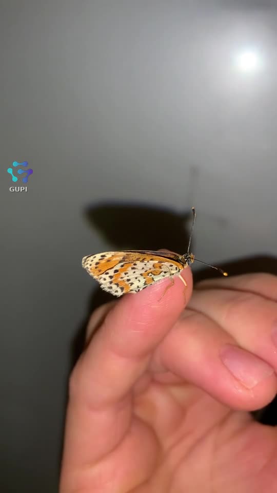 fluturași drăgălaș🦋🦋🦋