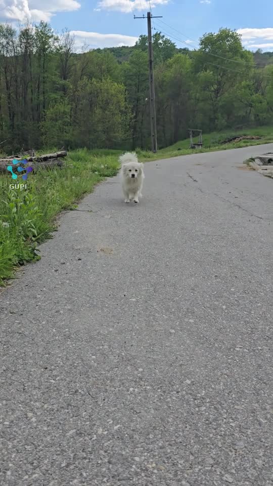 #🐶