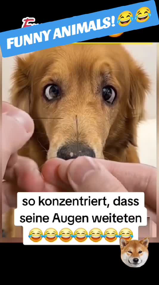 emotional de la animale