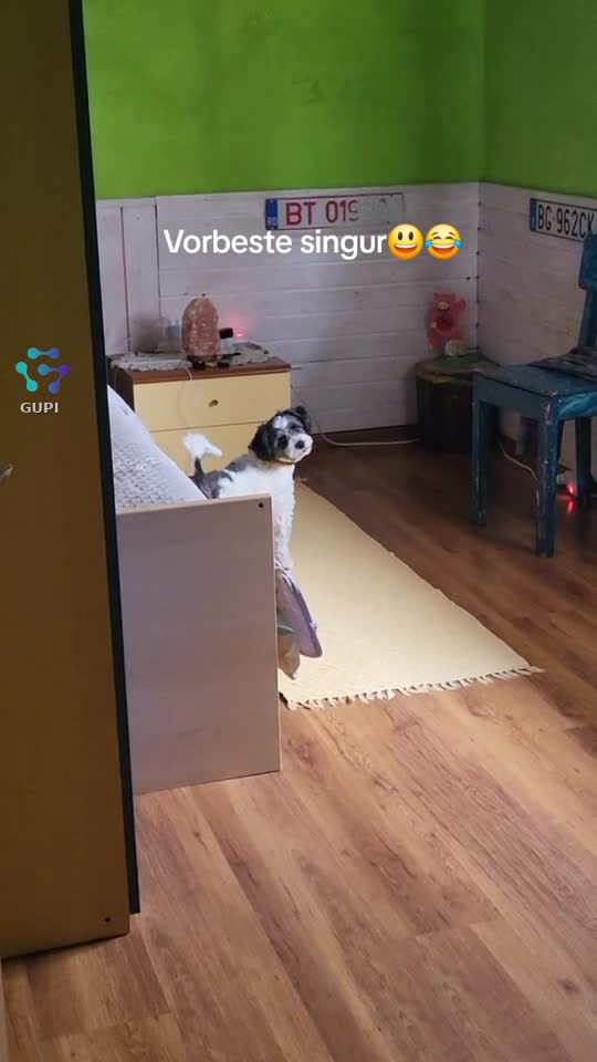 Charly 🐕😃😃