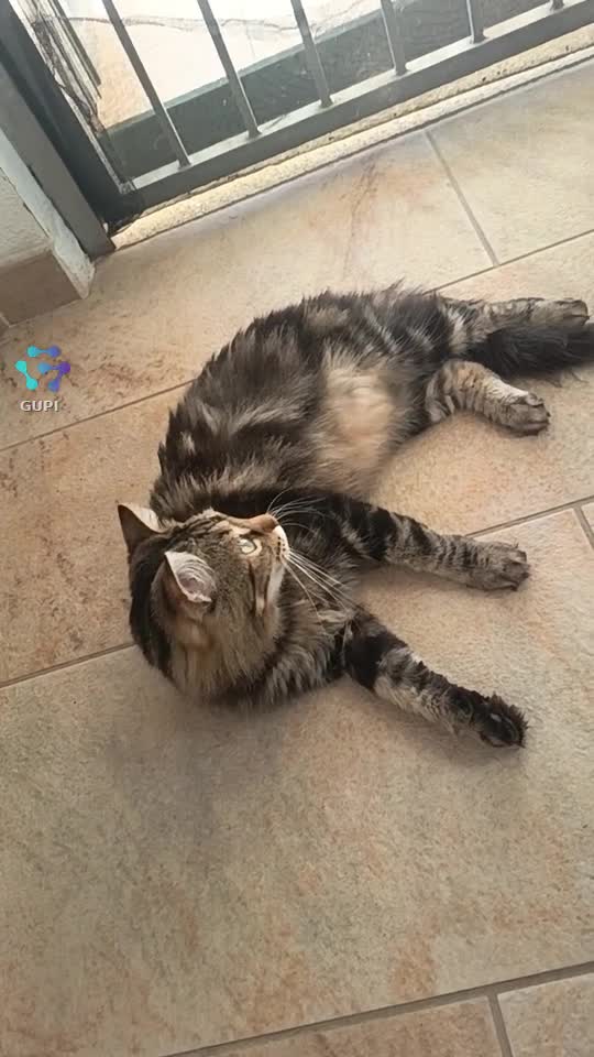 Îl susținem pe Romulus Ianc & Gupi! 🇷🇴 Ei sunt Marinică și Marinela, 2 pisici adoptate. Adopția salvează vieți! 🐾❤️    |||{"overlays":[{"text":"Marinică și Marinela vă salută pe Gupi! 🐾🇷🇴Suntem doi blănoși adoptați și susținem proiectele românești! ❤️","x":0.13020833333333323,"y":0.7493233035377063,"fontSize":14.0,"color":4294967295,"isEmoji":false}]}