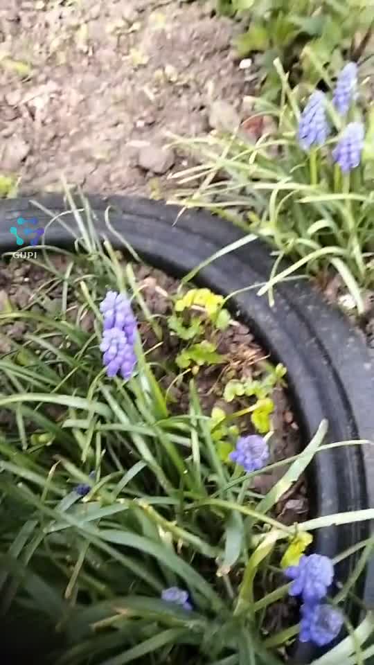 Muscarii ,o minunăție de flori..