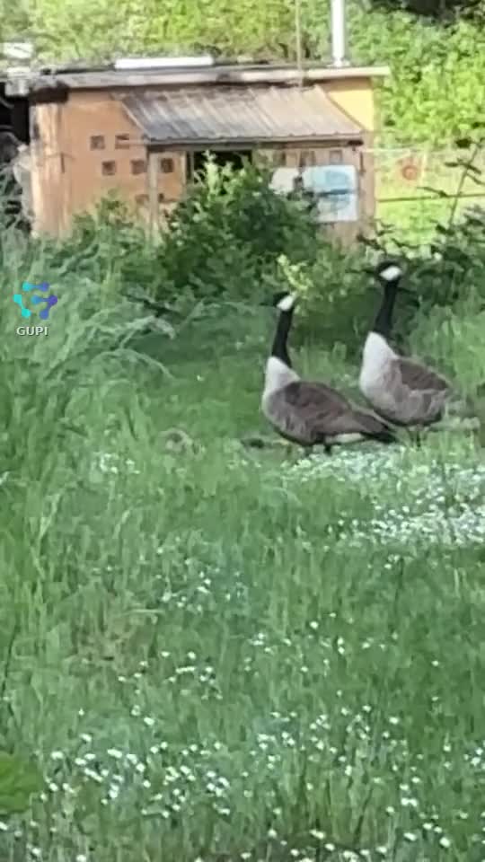 Ce faci, ești bine?