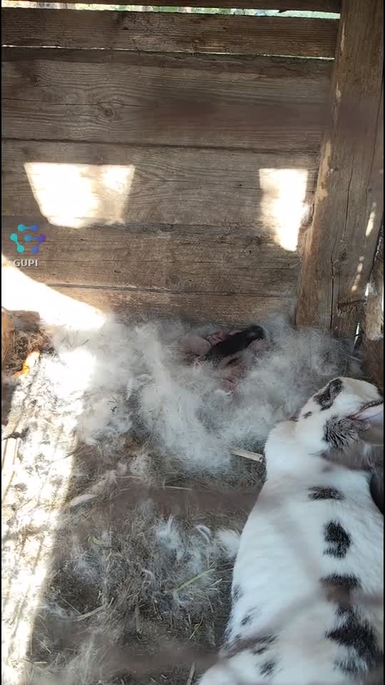 iepurași coconasi