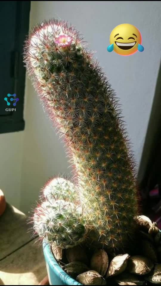 interesant cactus...😂😂😂