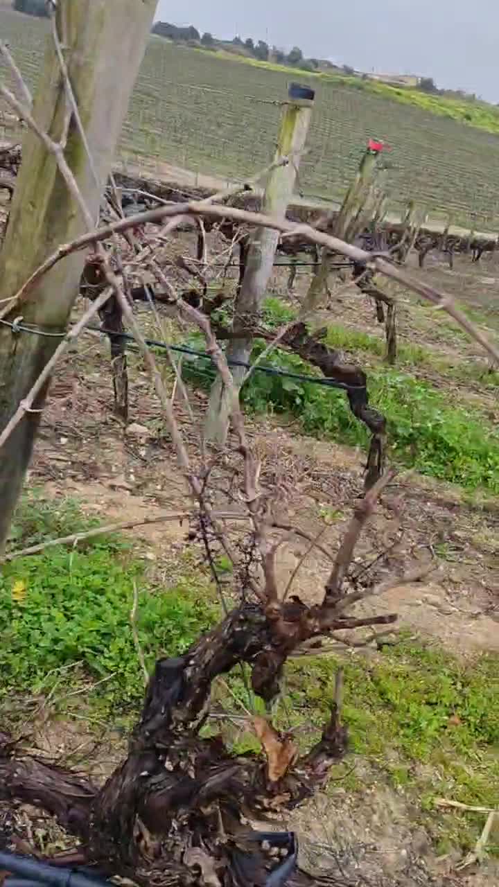 poda de vie Portugalia