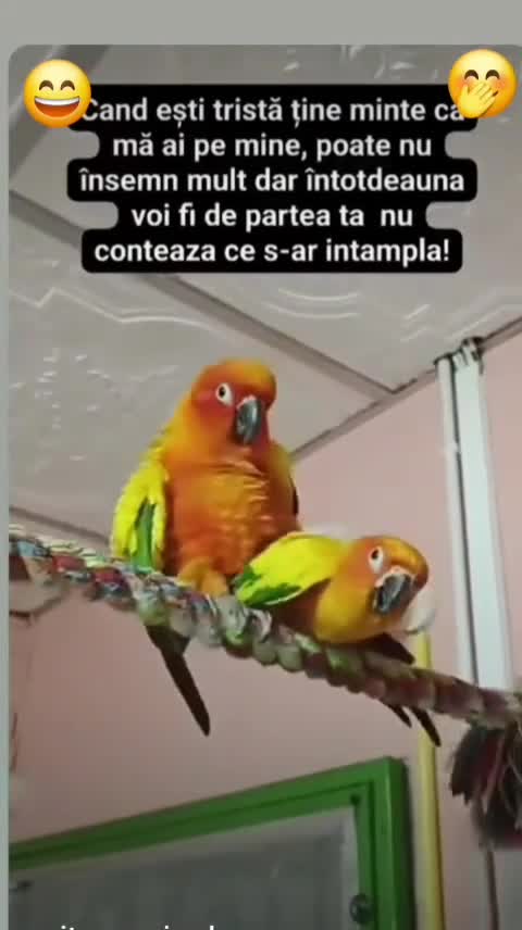 Uța uța 😝