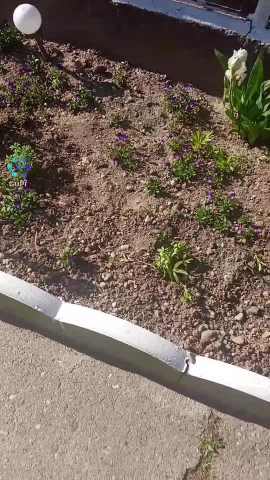 Ăștia chiar sunt prea pitici 🤣