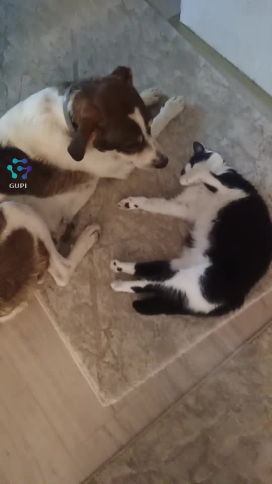 |||{"overlays":[{"text":"Suflete adoptate, iubire fără limite 🐶🐱❤️ Două animăluțe care au găsit acasă, liniște și oameni care le iubesc cu adevărat.","x":0.0795789930555556,"y":0.7833291641009854,"fontSize":20.334800395106196,"color":4294967295,"isEmoji":false}]}