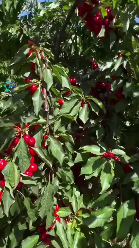 Cireșe 🍒