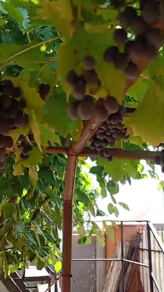 o să iasă ceva