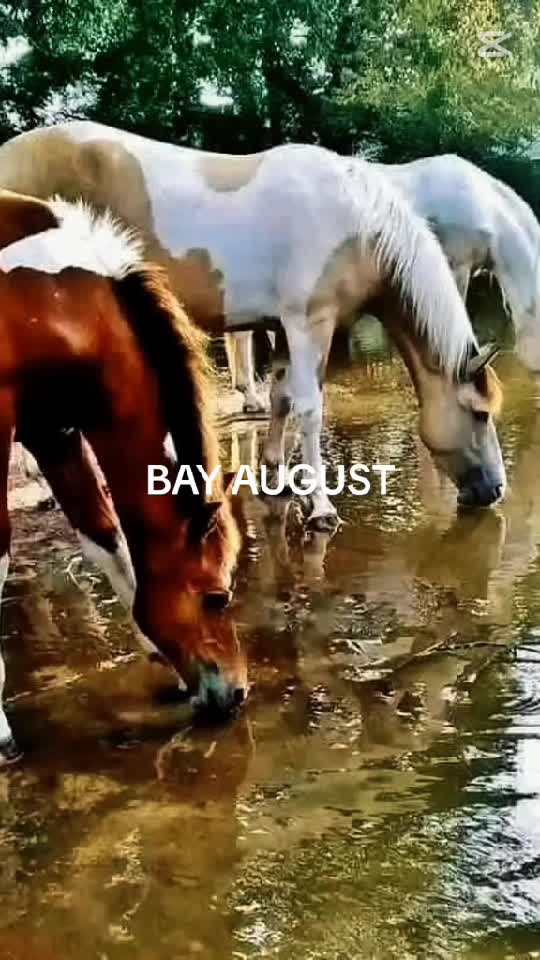 BAY AUGUST