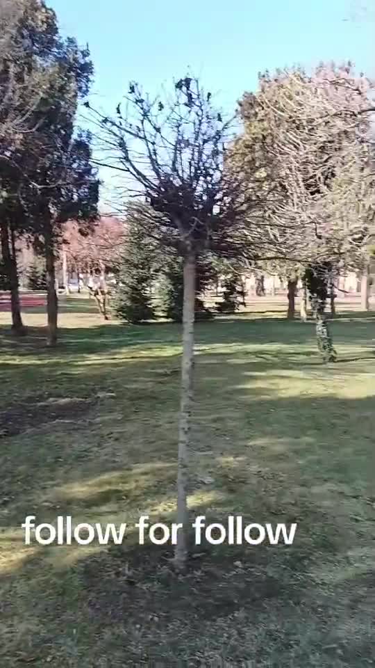 Parcul olosig Oradea