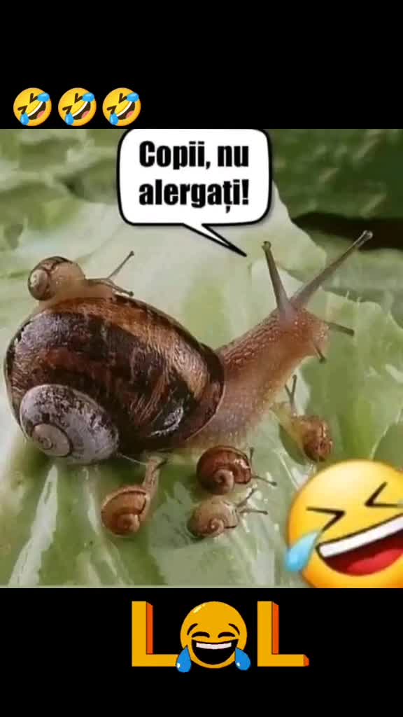 🤣🤣🤣