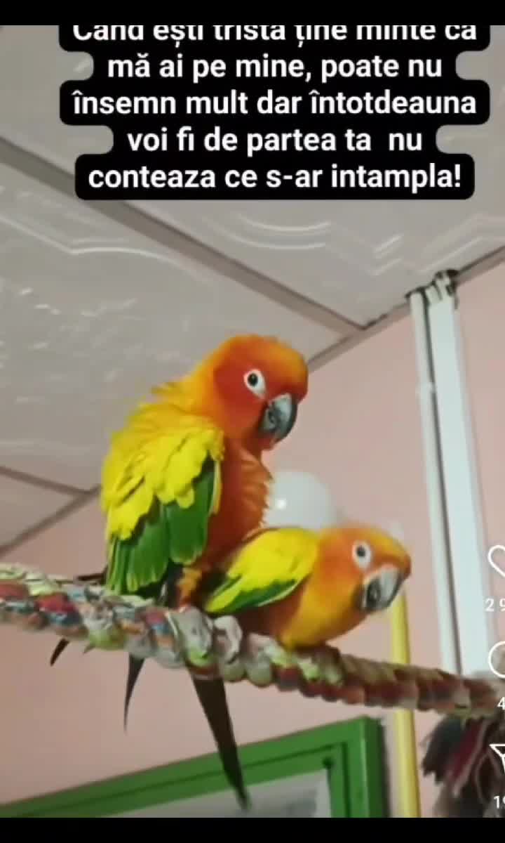 papagalu în stil capra