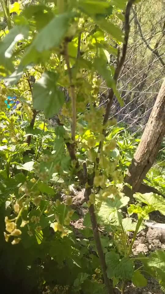 #@Coacăz roșu înflorit..Frumoasă e viața la țară..