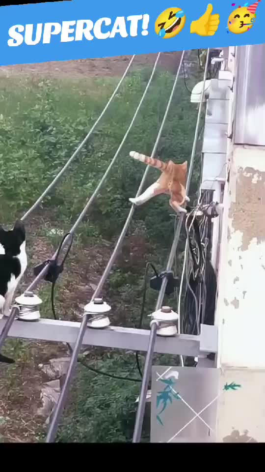 ninjacat