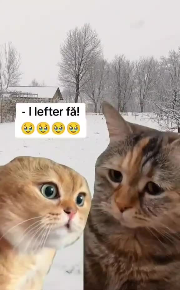 🫣😝🤣