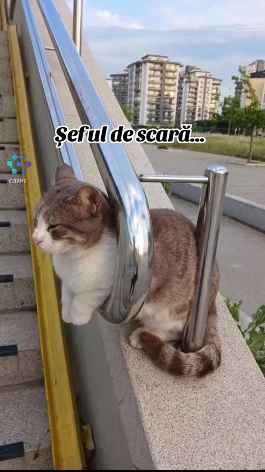 șeful de scară...😁😊