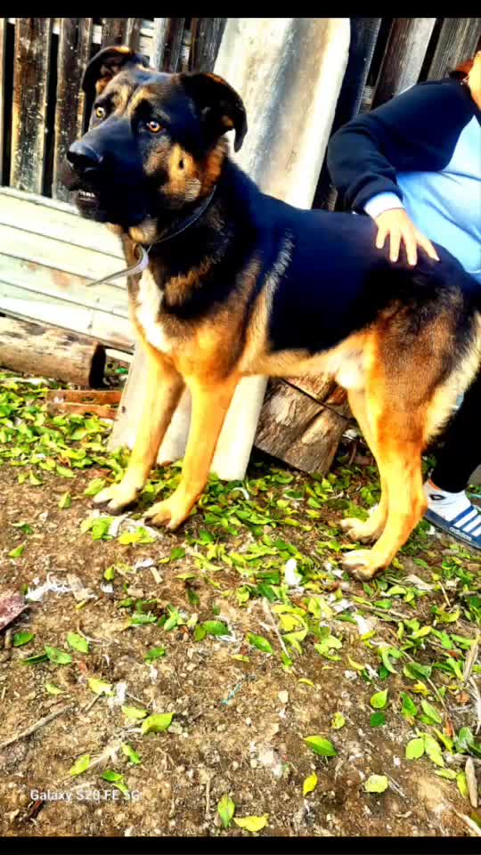 my dog🥰💪💪💪🐕🐕🐶🐶