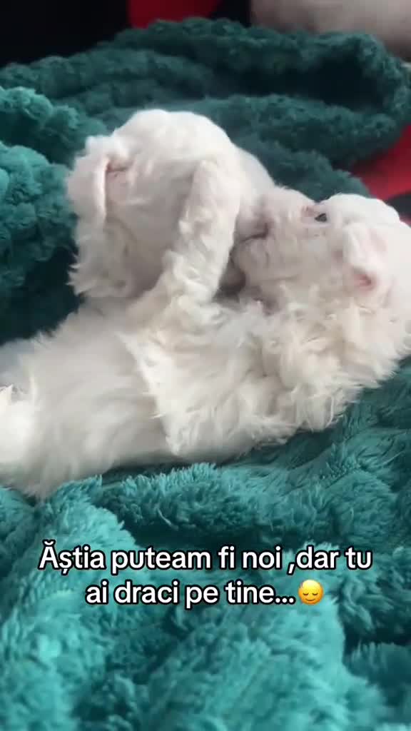 Adevărat 😝🤣